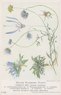 Illustration of sheep's bit plant with labeled parts on a white background