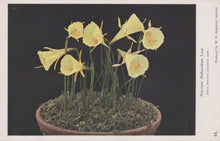 Load image into Gallery viewer, Yellow flowers in a pot on a dark background
