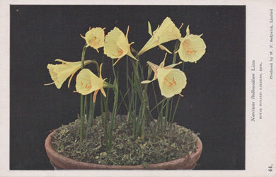 Yellow flowers in a pot on a dark background
