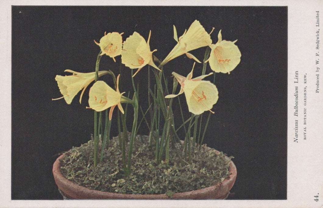 Yellow flowers in a pot on a dark background