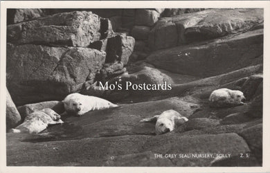 Animals Postcard - The Grey Seal Nursery, Scilly Isles  SX205