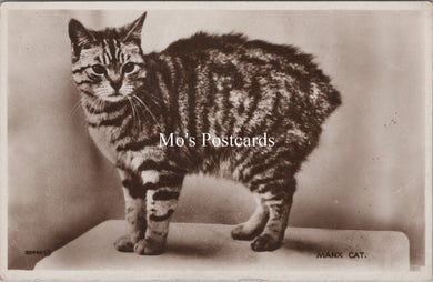 Animals Postcard - Cats, The Manx Cat   SX224