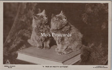 Load image into Gallery viewer, Animals Postcard - Cats, A Pair of Pretty Kittens   SX149
