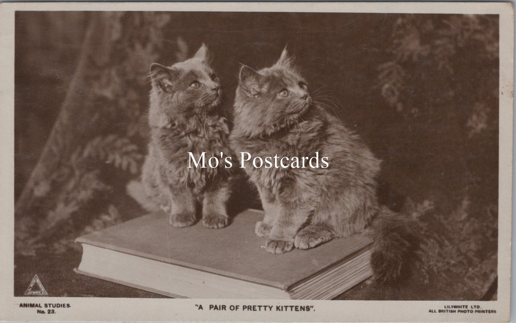 Animals Postcard - Cats, A Pair of Pretty Kittens   SX149