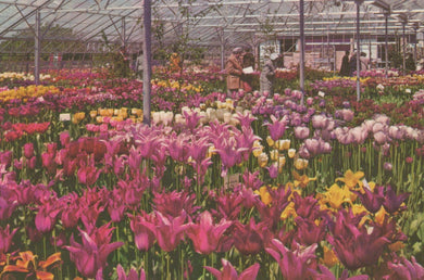 Lincolnshire Postcard - Greenhouse Display, Springfields, Spalding  VT570
