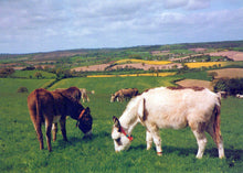Load image into Gallery viewer, Animals Postcard - The Donkey Sanctuary, Sidmouth, Devon  SW18095
