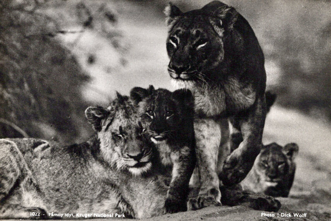 Animals Postcard - Lions at Kruger National Park  SW18099