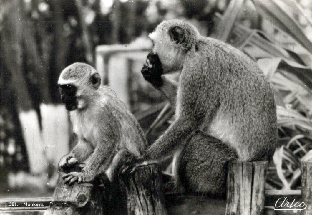 Animals Postcard - Monkeys in Durban, South Africa  SW18100