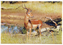 Load image into Gallery viewer, Animals Postcard - Impala, South Africa&#39;s Game Reserves  SW18119
