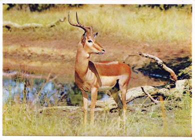 Animals Postcard - Impala, South Africa's Game Reserves  SW18119