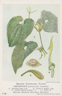 Illustration of birthwort plant with detailed botanical features on a white background