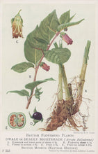 Load image into Gallery viewer, Illustration of a nightshade plant with labeled parts on a beige background
