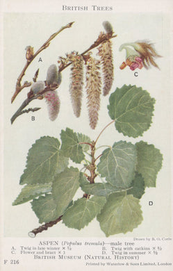 Illustration of an aspen tree branch with leaves, flowers, and catkins labeled A to D.