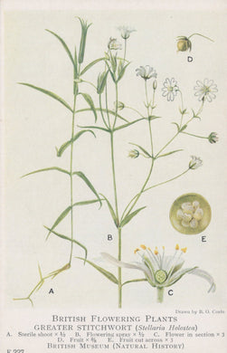 Illustration of Greater Stitchwort plant with labeled parts on a light background