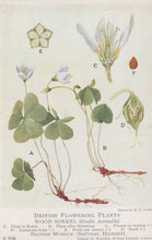 Load image into Gallery viewer, Illustration of wood sorrel plant and its parts with labels on a white background
