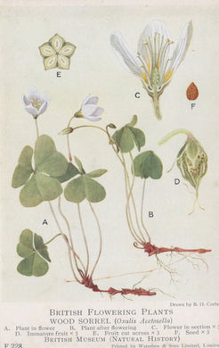 Illustration of wood sorrel plant and its parts with labels on a white background