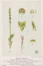 Load image into Gallery viewer, Illustration of bog orchis with labeled parts on a white background
