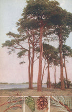 Load image into Gallery viewer, Illustration of trees with close-up details of leaves and cones at the bottom.
