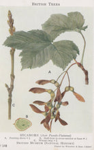 Load image into Gallery viewer, British Museum Postcard - British Trees, Sycamore Tree SW20732
