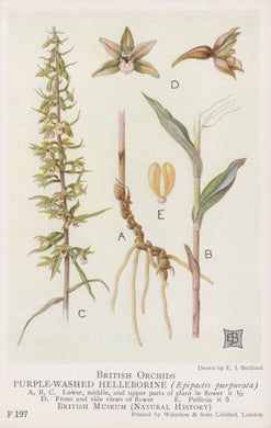 Illustration of British orchids, specifically the purple-washed helleborine, with labeled parts.