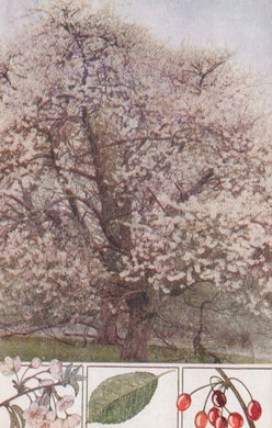 Illustration of a cherry blossom tree with detailed botanical elements at the bottom.