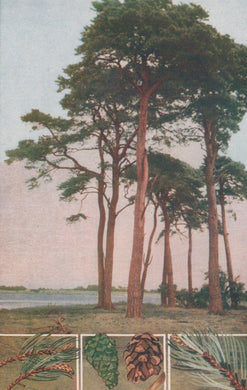 Vintage illustration of trees with a lake and close-up details of pine cones and needles.