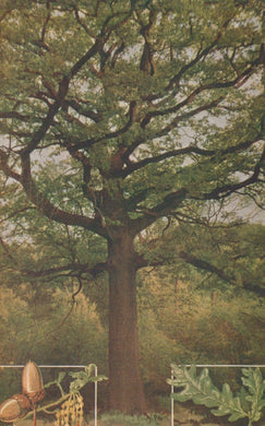 Large tree with a fence and bench in the foreground