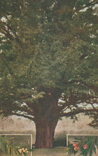 Load image into Gallery viewer, Large tree with a detailed foreground and background
