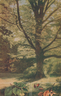 Illustration of a large tree with detailed foliage and a inset showing leaves and flowers.