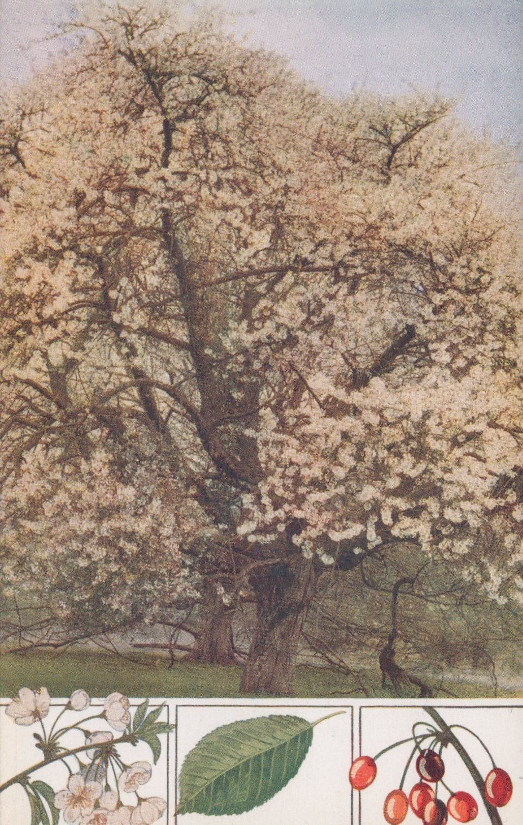 Illustration of a cherry blossom tree with detailed leaves and berries at the bottom.