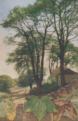 Vintage-style illustration of a forest scene with trees and a small building.