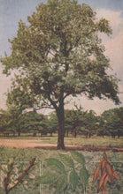 Load image into Gallery viewer, Tree with detailed botanical illustration of leaves and flowers

