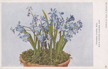 Load image into Gallery viewer, Illustration of a potted plant with blue flowers on a light blue background
