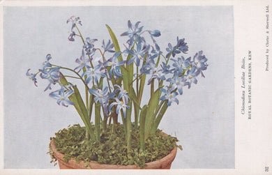 Illustration of a potted plant with blue flowers on a light blue background