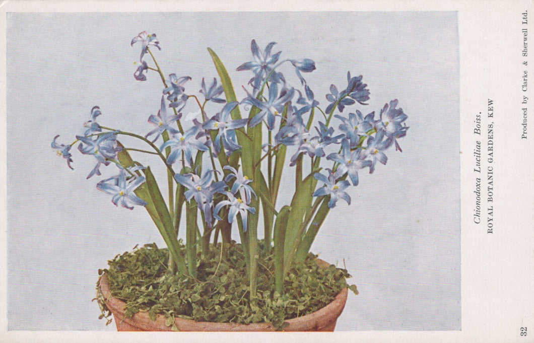 Illustration of a potted plant with blue flowers on a light blue background