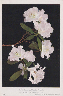 Botanical illustration of white flowers with green leaves on a black background