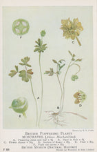 Load image into Gallery viewer, Illustration of a plant with labeled parts on a light green background
