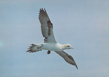 Load image into Gallery viewer, Bird in flight with a clear blue sky background
