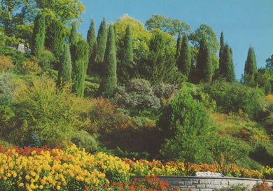 Lush greenery with trees and colorful flowers on a hillside