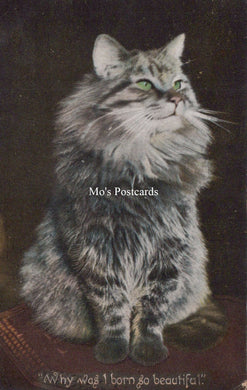 Animals Postcard - Cats, 
