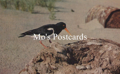 Animals Postcard - Birds, The Oystercatcher   SW19342 