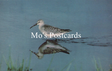 Bird reflected in water with 'Mo's Postcards' text overlay