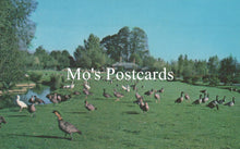 Load image into Gallery viewer, Flock of geese on a grassy field with trees and a clear blue sky, featuring &#39;Mo&#39;s Postcards&#39; text.
