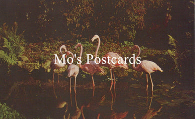 Flamingos standing in water with 'Mo's Postcards' text overlay
