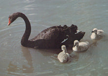 Load image into Gallery viewer, Black swan with cygnets swimming on a body of water
