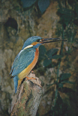 Blue and orange kingfisher bird perched on a branch with a natural background
