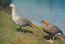 Load image into Gallery viewer, Two birds standing on a grassy area near a body of water.
