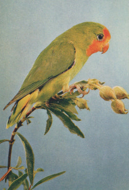 Green parrot with red face perched on a branch against a light blue background