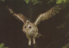 Load image into Gallery viewer, Owl in flight with wings spread against a dark background
