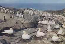 Load image into Gallery viewer, Seabirds, including gannets and puffins, on rocky cliffs with ocean in the background
